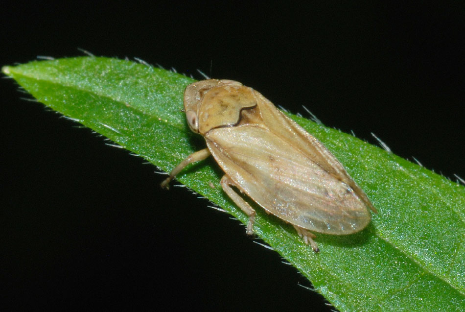 Aphrophoridae e Cicadellidae